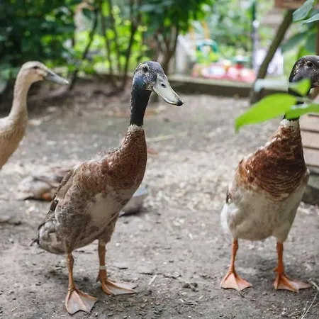 Homestay Schoenes Eckzimmer Hochdorf-Assenheim