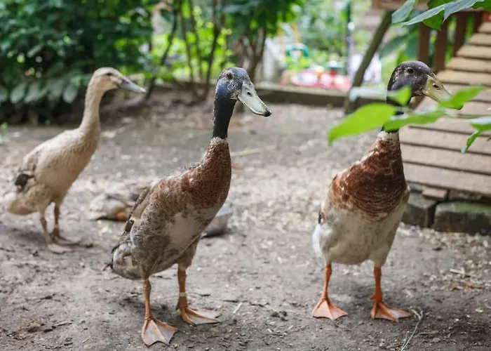 Rum i privatbostad Schönes Eckzimmer Hochdorf-Assenheim